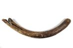 Wolharige Mammoet Slagtand - Gefossiliseerde slagtand -