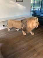 Leeuw Taxidermie volledige montage - Panthera Leo - with, Nieuw