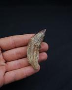 Basilosaurus (oerwalvis) - Fossiele kies - Colmillo de
