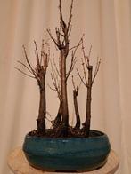 Metasequoia dans une coupe pour bonsaï. - Hauteur (arbre) :