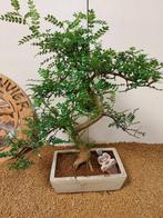 Chinese peper bonsai (Zanthoxylum) - Hoogte (boom): 44 cm -