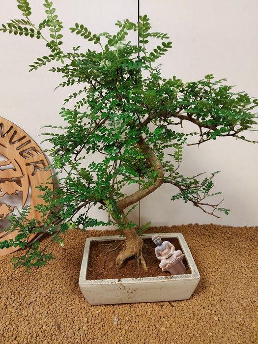 Chinese peper bonsai (Zanthoxylum) - Hoogte (boom): 44 cm -, Antiek en Kunst, Curiosa en Brocante