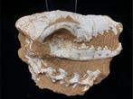 Vroege Wolfschedel - Fossiele schedel - Canis teilhardi - 25, Verzamelen, Mineralen en Fossielen