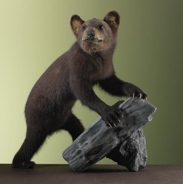 Zwarte Beer Jong Taxidermie Opgezette Dieren By Max, Verzamelen, Dierenverzamelingen, Opgezet dier, Nieuw, Wild dier, Ophalen of Verzenden