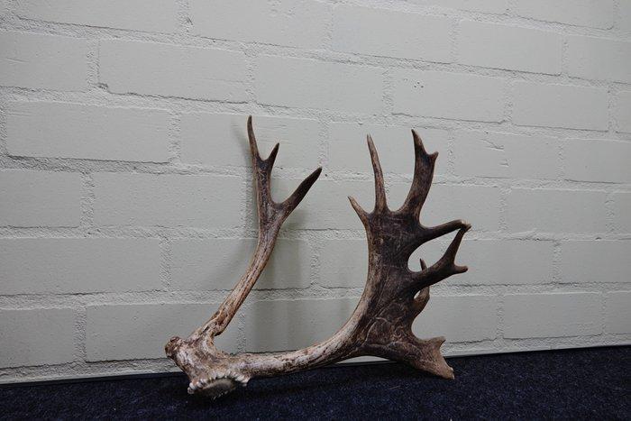 Fallow Buck Trophy Schedel - Dama dama - 0 cm - 0 cm - 0 cm-, Verzamelen, Dierenverzamelingen