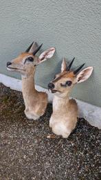 Antilope Taxidermie volledige montage - Sylvicapra grimmia -, Nieuw