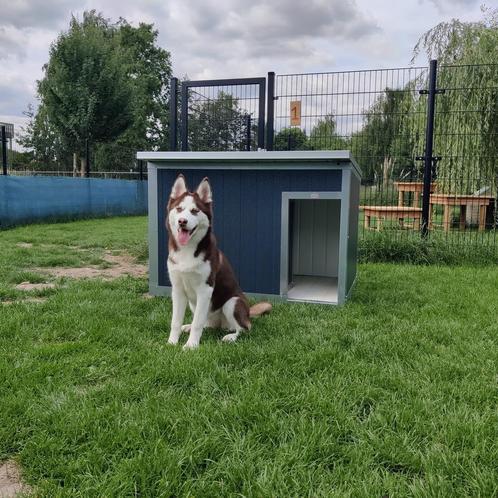 2 jaar garantie! Geisoleerd hondenhok SNEL THUIS  Nachthok, Dieren en Toebehoren, Hondenhokken, 110 cm of meer, Hondenhok, Nieuw