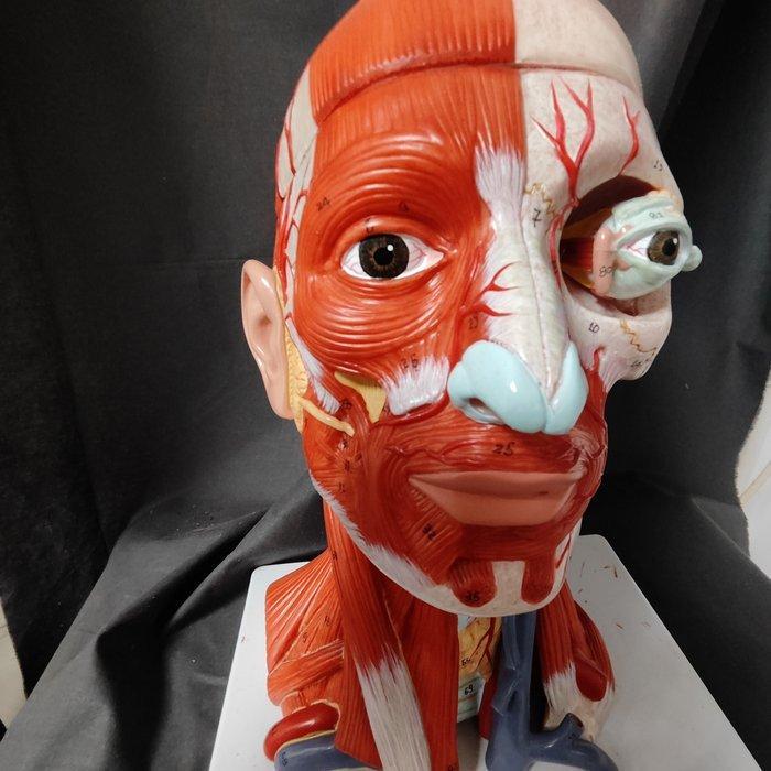 Molen van een ontlede, hoofd en nek, schaal 1/1 Volledig, Antiek en Kunst, Curiosa en Brocante