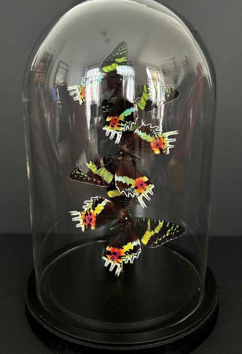 Madagascan Moon Moth Support de corps entier pour taxidermie, Verzamelen, Dierenverzamelingen