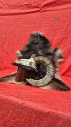 Mouflon Schedel - Ovis aries musimon - trophée avec une peau