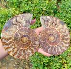 Ammoliet - Fossiele helft - Natural Rare Ammonite Fossil, Collections