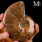 - Gefossiliseerde schelp - Ammoniet - Rode opaal Cleoniceras, Nieuw