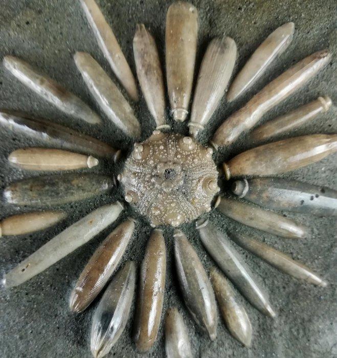 Fossiele zeester van hoge kwaliteit!!! - Pantser met, Verzamelen, Mineralen en Fossielen