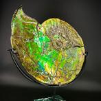 Ammoliet - Gefossiliseerde schelp - Placenticeras Meeki - 54