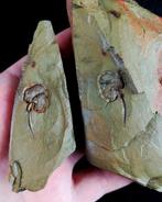 Primitieve enigmatische stekelhuidige!!! - Cornute -