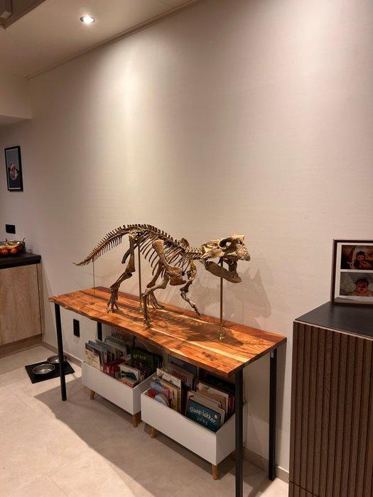 REPLICA - Gereconstrueerd skelet - Psittacosaurus sibericus, Verzamelen, Mineralen en Fossielen