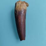 Dinosaurus - Fossiele tand - Spinosaurus aegyptiacus - 73 mm
