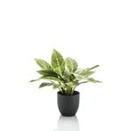 Kunstplant - Croton Codiaeum - Wonderstruik - 38 cm, Huis en Inrichting, Woonaccessoires | Kunstplanten en Kunstbloemen, Nieuw