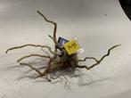 Spiderwood Selected SW95 - 35x15x16cm (Spider wood), Dieren en Toebehoren, Ophalen of Verzenden, Nieuw, Plant(en), Steen of Hout