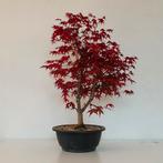 Japanse esdoorn Deshojo - A. palmatum bonsai, Tuin en Terras, Planten | Tuinplanten, Overige soorten, Vaste plant, Ophalen of Verzenden