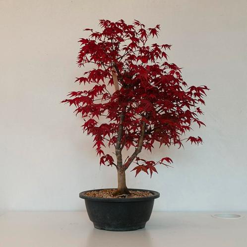 Japanse esdoorn Deshojo - A. palmatum bonsai, Tuin en Terras, Planten | Tuinplanten, Overige soorten, Vaste plant, Halfschaduw