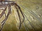 Crabe de rivière - Matrice fossile - 30 cm - 30 cm