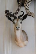 Trophée de chasse, Antiek en Kunst