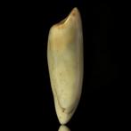 Walrus Tand - Odobenus rosmarus - 51 mm - 18 mm - 14.5 mm-, Nieuw