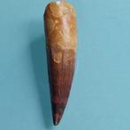 Dinosaurus - Fossiele tand - Spinosaurus aegyptiacus - 90 mm, Verzamelen