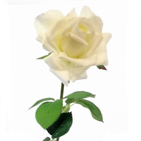 Zijderoos LARGE SINGLE ROOS Ivoorwi 70cm. op=op, Huis en Inrichting, Woonaccessoires | Kunstplanten en Kunstbloemen, Nieuw