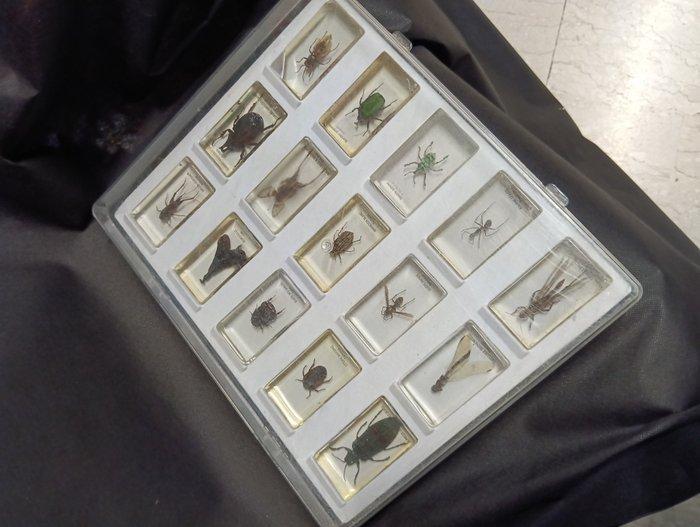 insecten Taxidermie volledige montage - Insetti incastonati, Collections, Collections Animaux