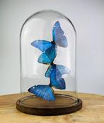 Vlinder Taxidermie volledige montage - Morpho adonis - 25 cm, Nieuw