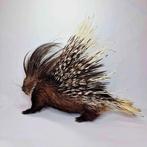 Afrikaans stekelvarken Taxidermie volledige montage -, Nieuw