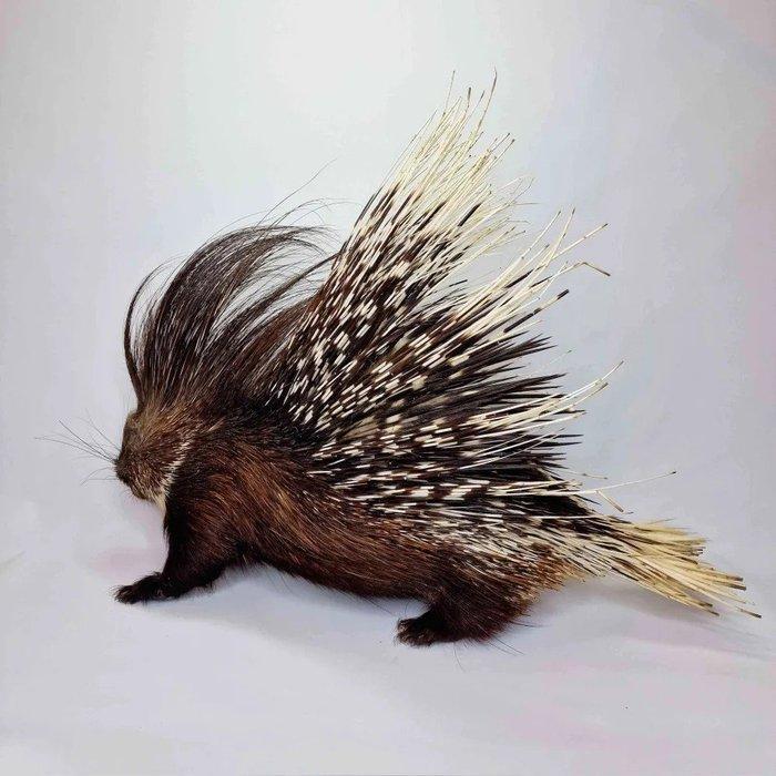 Afrikaans stekelvarken Taxidermie volledige montage -, Collections, Collections Animaux