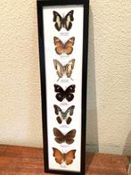 Vlinder Taxidermie volledige montage - opgezette vlinders -, Verzamelen, Nieuw