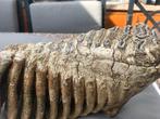 Wolharige mammoet - Fossiele tand - 24 cm - 7 cm