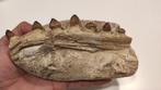 Reptile marin - Mâchoire fossilisée - Mosasaurus - 19.5 cm -
