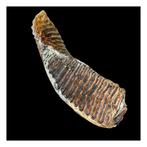 Wolharige mammoet - Fossiele kies - 14 cm - 32 cm, Verzamelen, Mineralen en Fossielen