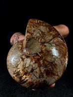 Fossiel Nautilus met aragoniet - Gefossiliseerd dier -