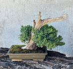 Jeneverbes bonsai (Juniperus) - Hoogte (boom): 25 cm -