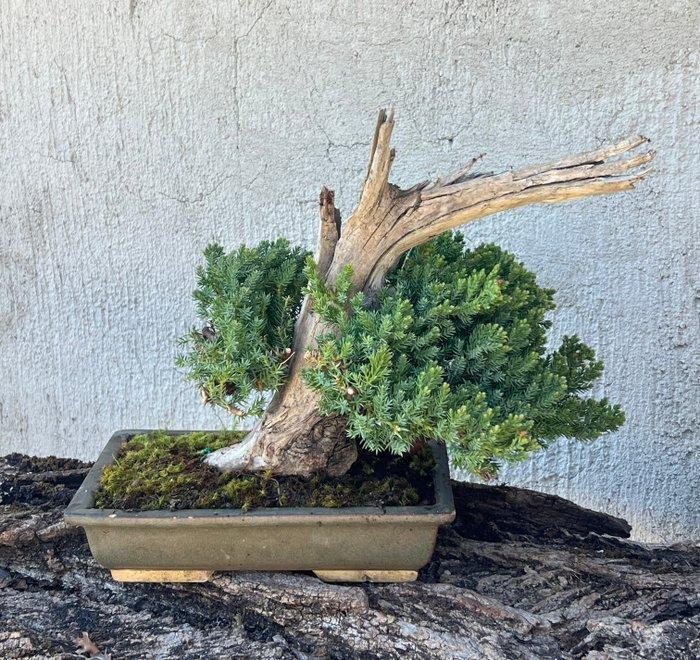 Jeneverbes bonsai (Juniperus) - Hoogte (boom): 25 cm -, Antiquités & Art, Curiosités & Brocante