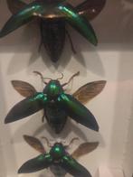 Juweelkever Taxidermie volledige montage - Buprestidae - 18