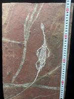 Fossiele plaatmatrix - BIG Keichousaurus sp. - 42 cm - 27.5, Verzamelen