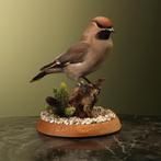 Pestvogel Taxidermie Opgezette Dieren By Max, Ophalen of Verzenden, Nieuw, Vogel, Opgezet dier