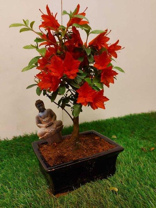 Azalea bonsai (Rhododendron) - Hoogte (boom): 23 cm - Diepte, Antiek en Kunst, Curiosa en Brocante