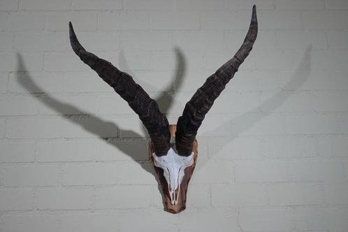 Spanish Ibex Schedel - Capra ibex - 45 cm - 70 cm - 66 cm-, Antiek en Kunst, Curiosa en Brocante