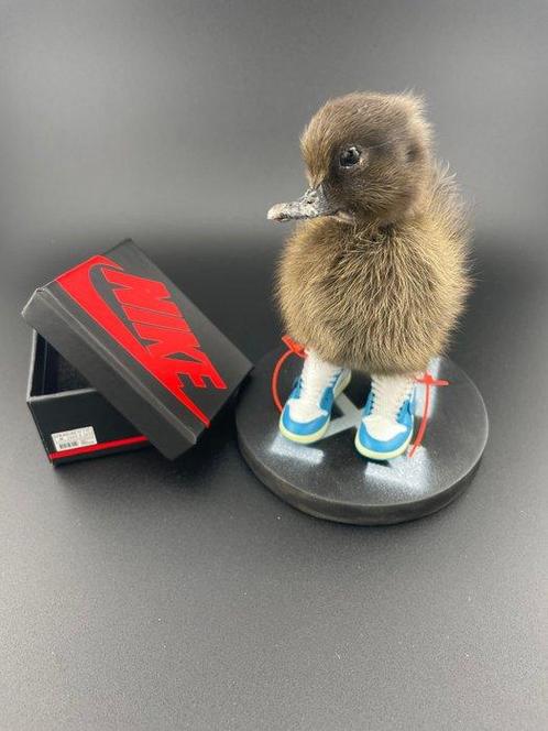 Canard Support de corps entier pour taxidermie - Anas, Antiek en Kunst, Curiosa en Brocante