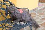 Steiff: Diva de perzische kat, EAN 2835/35 - Animal en
