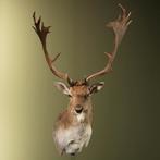 Damhert Taxidermie Opgezette Dieren By Max, Ophalen of Verzenden, Nieuw, Wild dier, Opgezet dier