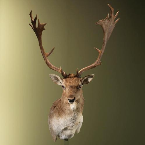 Damhert Taxidermie Opgezette Dieren By Max, Verzamelen, Dierenverzamelingen, Opgezet dier, Nieuw, Wild dier, Ophalen of Verzenden